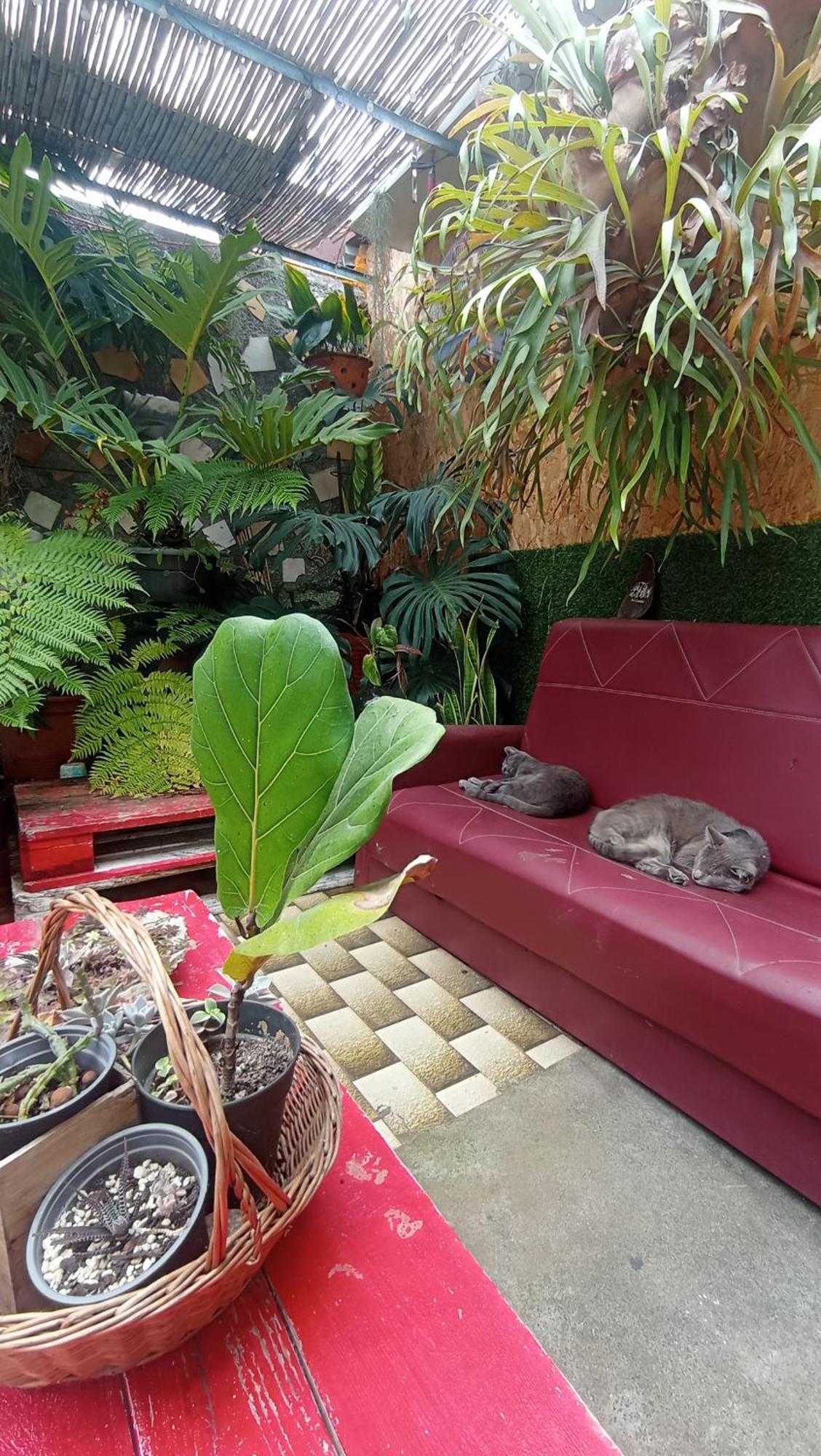 Kanela Guest House มาชิโก ภายนอก รูปภาพ